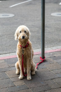 dog waiting - 2018 election