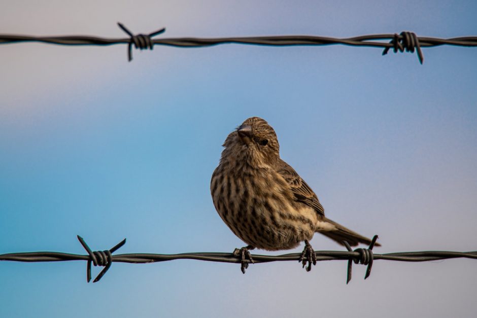 Twitter - barbed wire