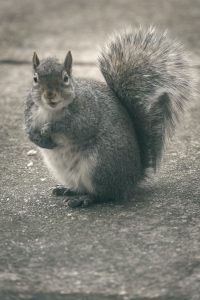 squirrel