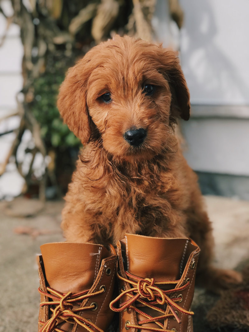 puppy and boots