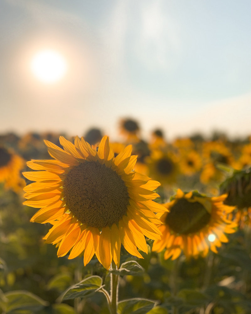 Ukraine - sunflowers